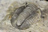 Detailed Gerastos Trilobite Fossil - Morocco #141687-2